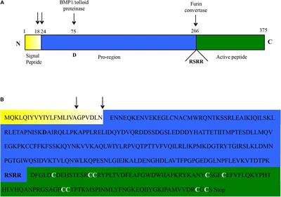 Beyond the Big Five: Investigating Myostatin Structure, Polymorphism and Expression in Camelus dromedarius